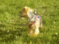 /album/a20081/dsc00261-gif/