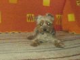 /album/a20081/dsc00277-gif/