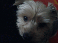 /album/a20081/dsc00279-gif/