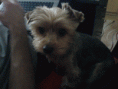 /album/a20081/dsc00280-gif/
