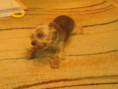 /album/a20081/dsc00284-gif/