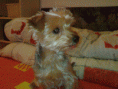 /album/a2009-cerven-koupani-a-nejake-starsi-fotecky/a04032009878-gif/