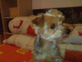 /album/a2009-cerven-koupani-a-nejake-starsi-fotecky/a04032009879-gif/