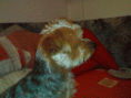 /album/a2009-cerven-koupani-a-nejake-starsi-fotecky/a04032009881-gif/