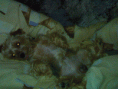 /album/a2009-cerven-koupani-a-nejake-starsi-fotecky/a06012009824-gif/