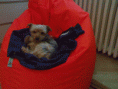 /album/a2009-cerven-koupani-a-nejake-starsi-fotecky/a26022009871-gif/