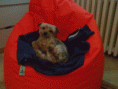 /album/a2009-cerven-koupani-a-nejake-starsi-fotecky/a26022009872-gif/