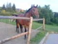 /album/falko-a-konici/dsc01368-jpg/